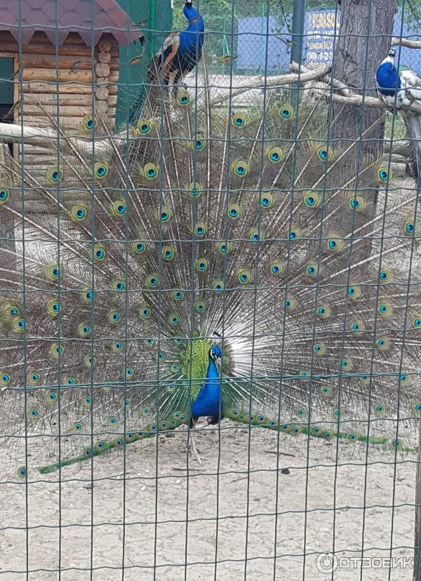 Купить Билет В Сафари Парк Краснодар