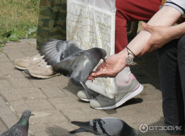 Смелые Новгородские голуби