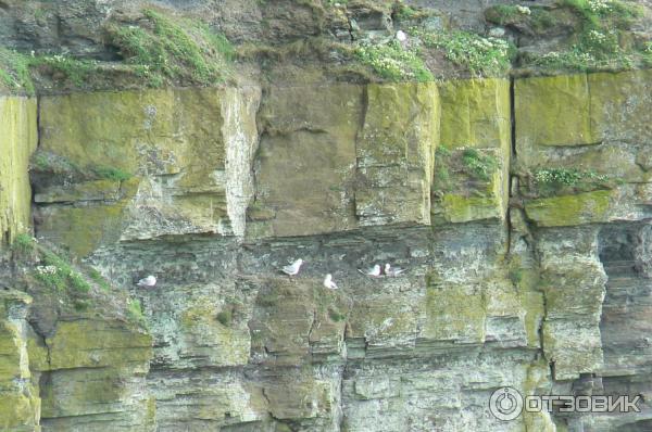 Утесы Мохер Cliffs of Moher (Ирландия, графство Клэр) фото