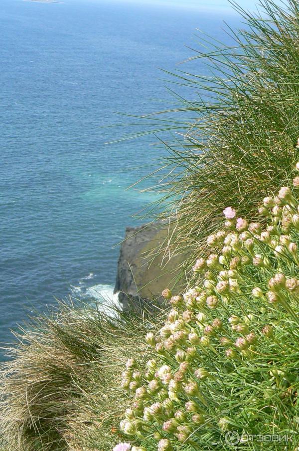 Утесы Мохер Cliffs of Moher (Ирландия, графство Клэр) фото