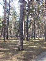 Санаторий "Сибиряк" (Россия, Бердск) фото