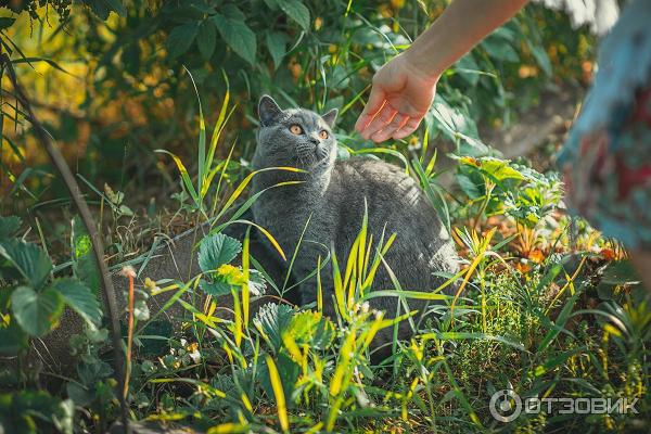 Беззеркальный полнокадровый фотоаппарат Sony Alpha 7 или Sony A7