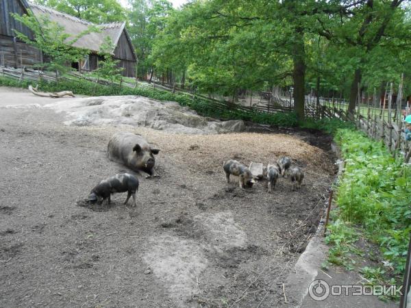 Музей Skansen (Швеция, Стокгольм) фото