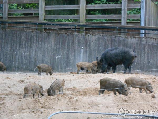 Музей Skansen (Швеция, Стокгольм) фото