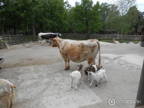 Музей Skansen (Швеция, Стокгольм) фото