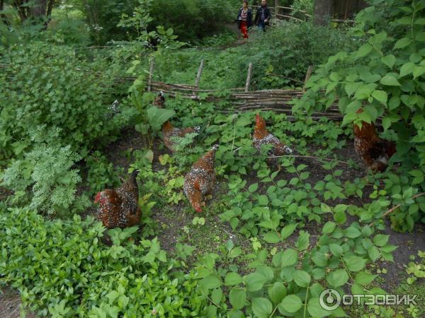 Музей Skansen (Швеция, Стокгольм) фото