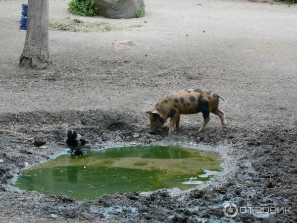 Музей Skansen (Швеция, Стокгольм) фото