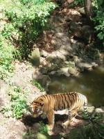 Приморский Сафари-Парк (Россия, Шкотово) фото