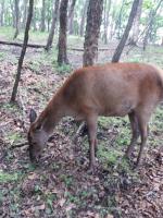 Приморский Сафари-Парк (Россия, Шкотово) фото