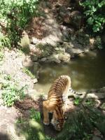 Приморский Сафари-Парк (Россия, Шкотово) фото