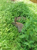 Приморский Сафари-Парк (Россия, Шкотово) фото