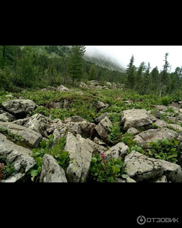 База отдыха на Ае Митькина Заимка (Россия, Алтайский край) фото