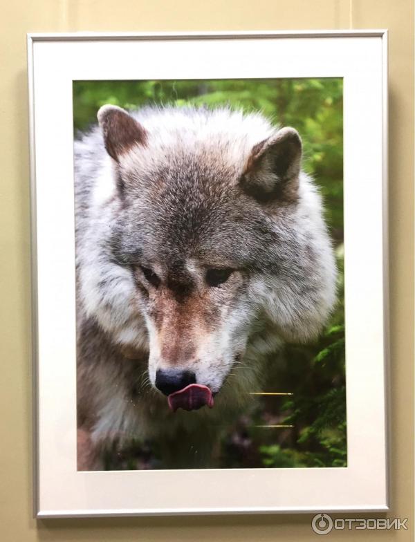 Выставка фотохудожника Александра Пустовойта Волки. Рожденные свободными (Россия, Москва)