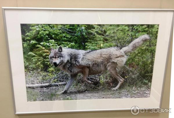 Выставка фотохудожника Александра Пустовойта Волки. Рожденные свободными (Россия, Москва)