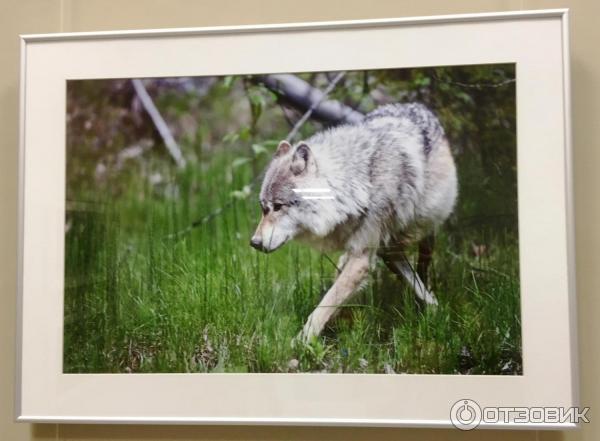 Выставка фотохудожника Александра Пустовойта Волки. Рожденные свободными (Россия, Москва)