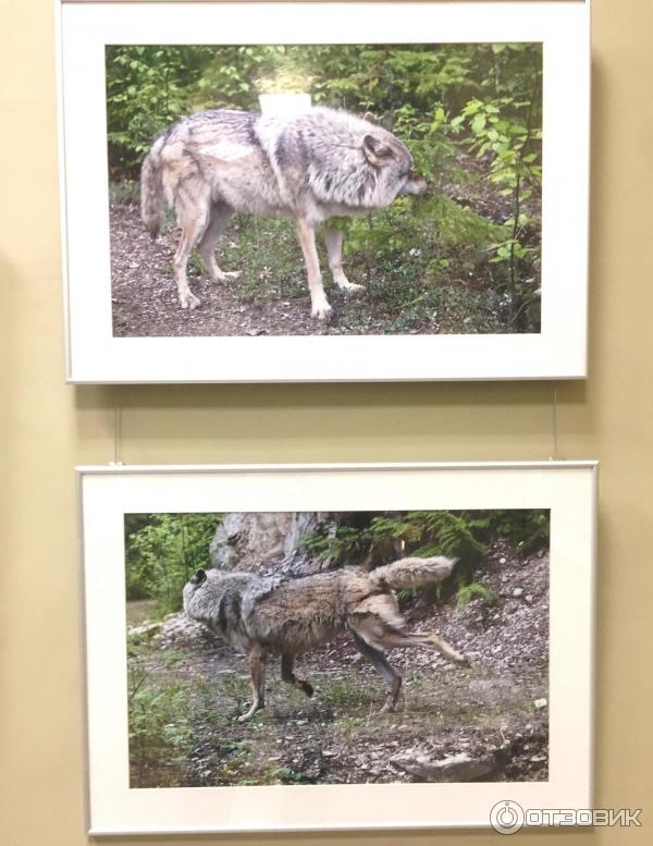 Выставка фотохудожника Александра Пустовойта Волки. Рожденные свободными (Россия, Москва)