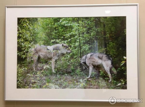 Выставка фотохудожника Александра Пустовойта Волки. Рожденные свободными (Россия, Москва)