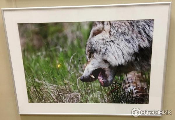 Выставка фотохудожника Александра Пустовойта Волки. Рожденные свободными (Россия, Москва)