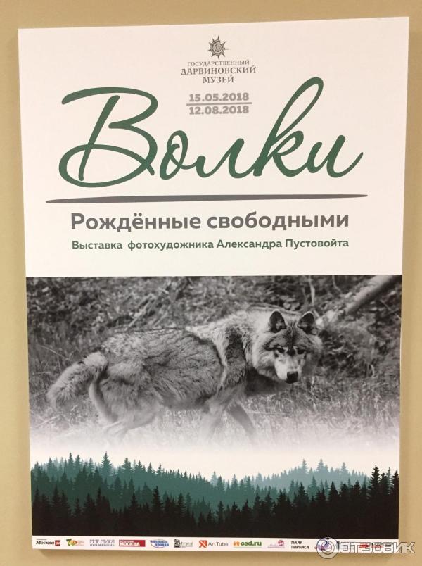 Выставка фотохудожника Александра Пустовойта Волки. Рожденные свободными (Россия, Москва)