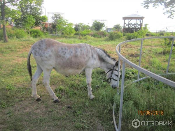 Этно-парк Нью-Васюки (Украина, Одесская область) фото