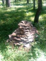 Санаторий "Сибиряк" (Россия, Бердск) фото