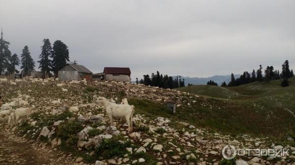 Экскурсия на гору Мамзышха (Абхазия, Гагры) фото