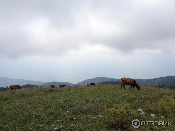 Экскурсия на гору Мамзышха (Абхазия, Гагры) фото