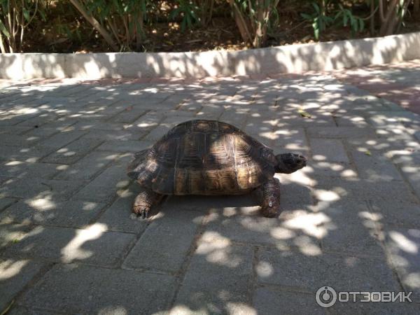 Парк Лабиринт (Греция, о. Крит) фото