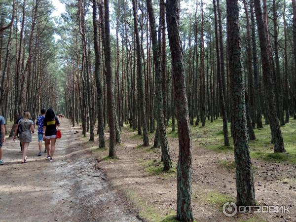 Куршская коса: танцующий лес (Россия, Калининградская область) фото