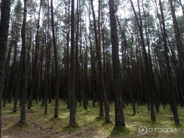 Куршская коса: танцующий лес (Россия, Калининградская область) фото