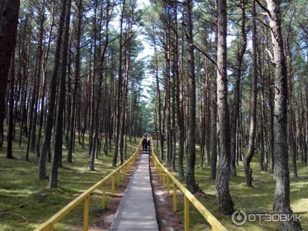 Куршская коса: танцующий лес (Россия, Калининградская область) фото