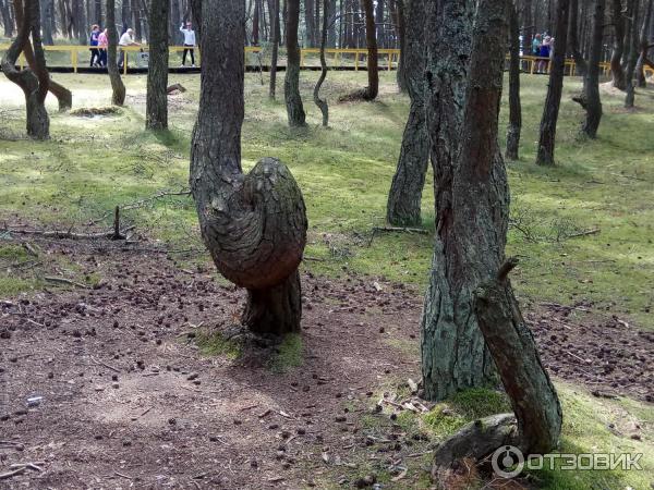 Куршская коса: танцующий лес (Россия, Калининградская область) фото