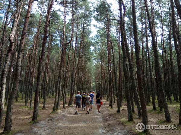 Куршская коса: танцующий лес (Россия, Калининградская область) фото