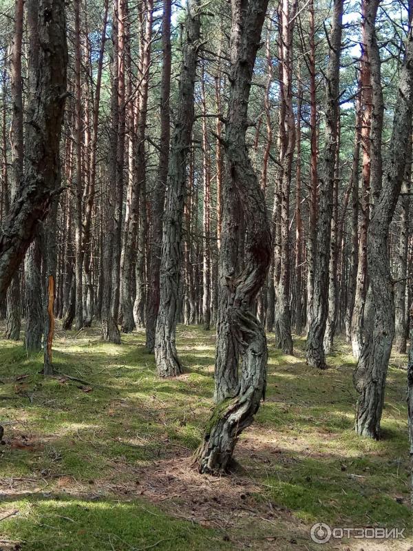 Куршская коса: танцующий лес (Россия, Калининградская область) фото