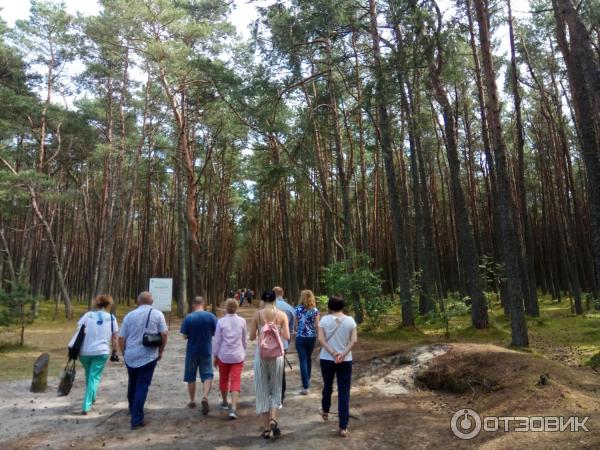 Куршская коса: танцующий лес (Россия, Калининградская область) фото