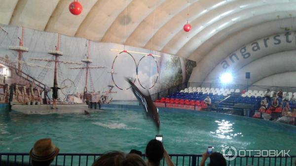 Передвижной дельфинарий в липецке. Дельфинарий волгоград. Дельфинарий в волгограде расписание. Дельфинарий в волгограде расписание. Дельфинарий в волгограде в 2024.