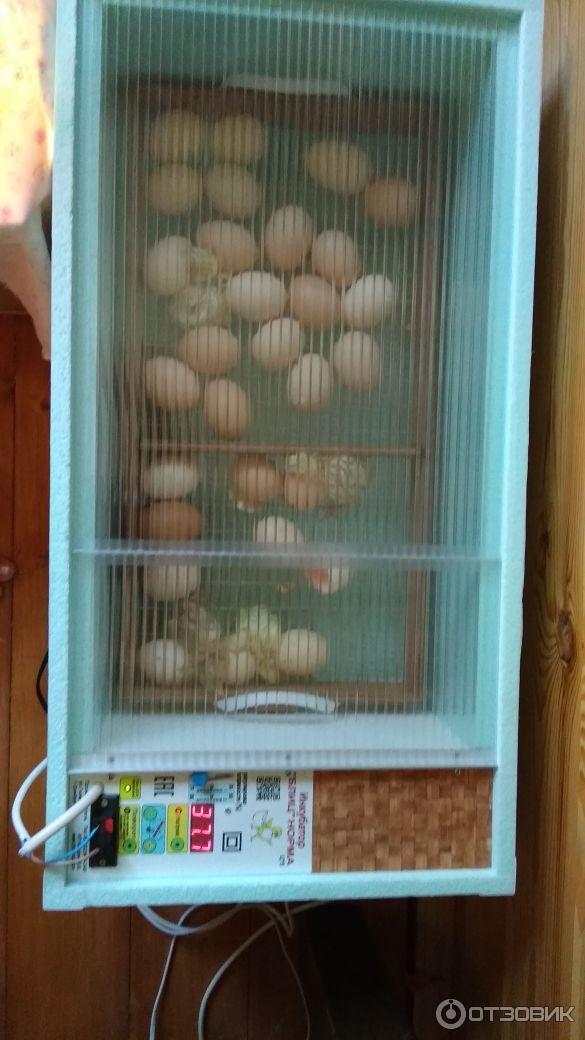Блиц норма на 72 яйца. Инкубатор для яиц блиц норма на 72. Блиц норма 72. Инкубация цыплят инкубатор блиц норма. Инкубационное яйцо в инкубатор блиц 2.