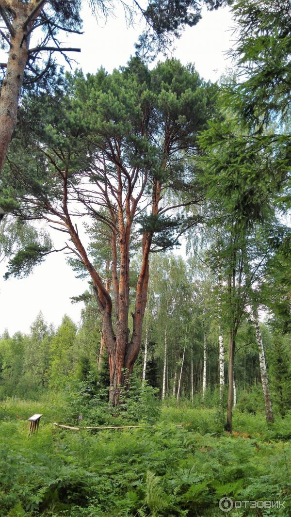 Природный парк Ямской лес (Россия, Тверская область) фото