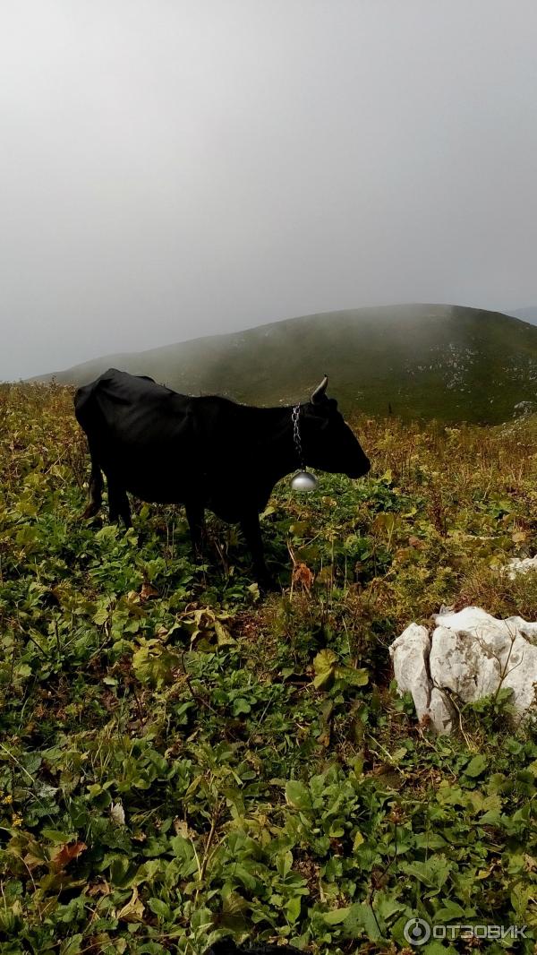 Экскурсия на гору Мамзышха (Абхазия, Гагры) фото