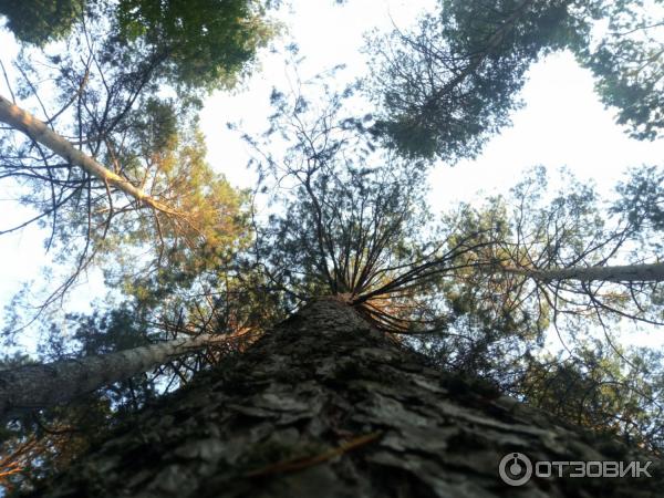 Отдых на озере Линево (Россия, Новосибирская область) фото