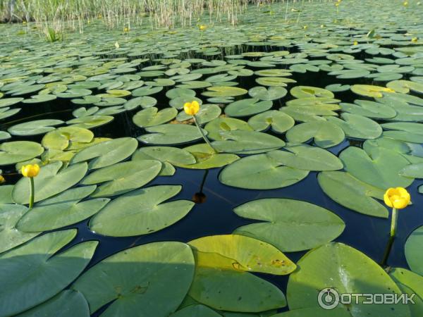Отдых на озере Линево (Россия, Новосибирская область) фото