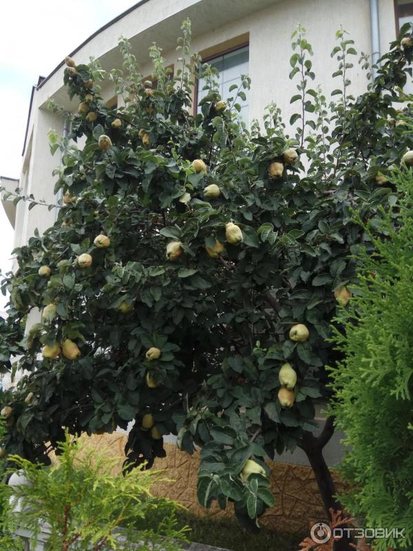 Курортный комплекс Диневи Резорт (Болгария, Свети Влас) фото