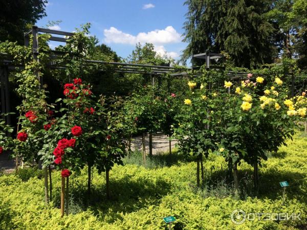 Сад роз в Берне