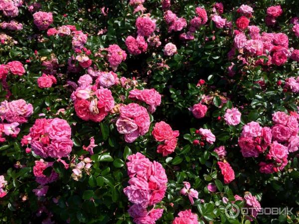 Цветение рододендрона