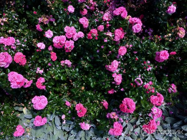 Сад роз в Берне, аллея