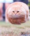 Flying Cat