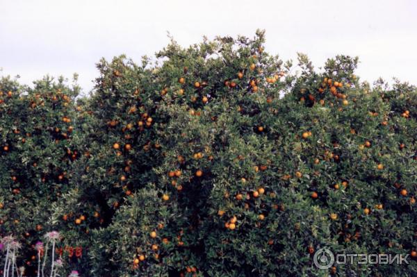 Апельсиноый сад, Марокко