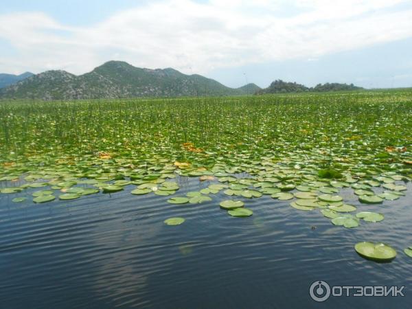 Скадарское озеро (Черногория) фото