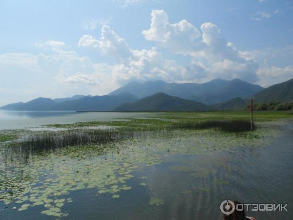 Скадарское озеро (Черногория) фото