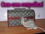 Декоративные крысы фото